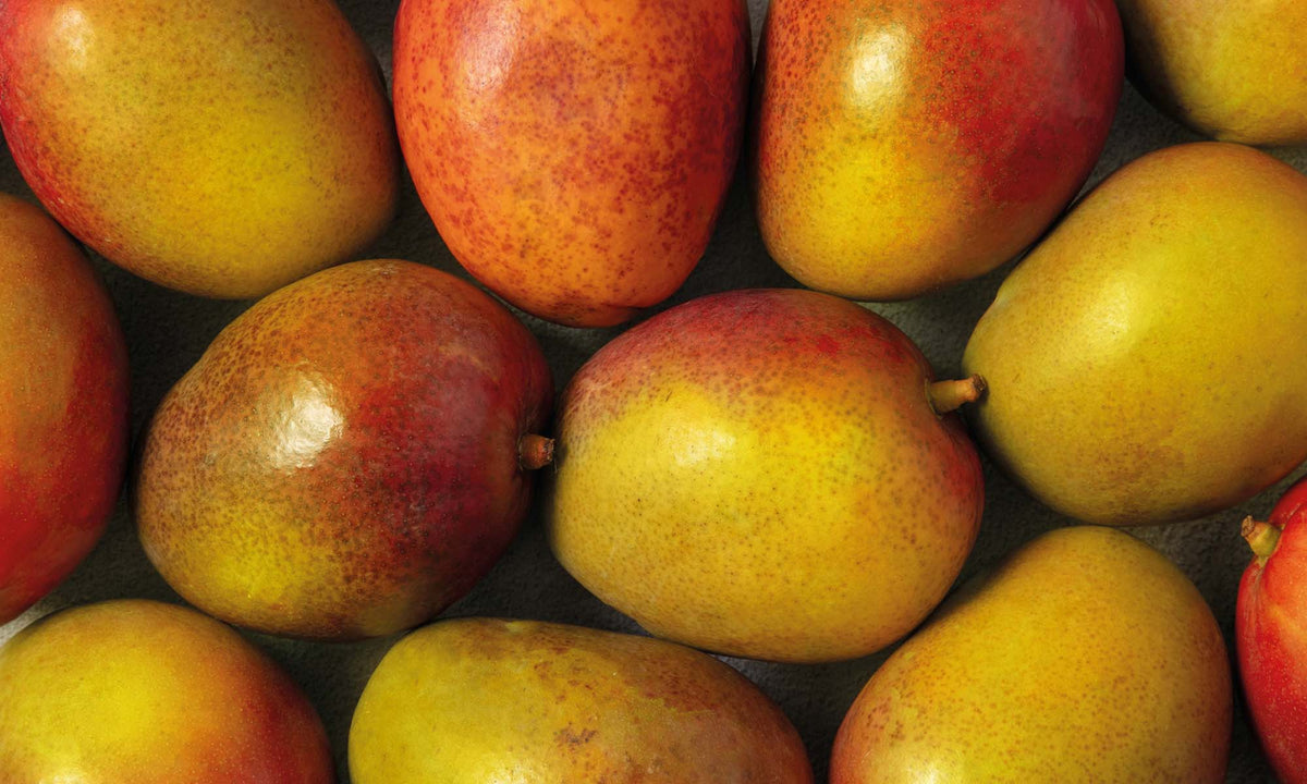 Viele frische, gelb und rote Mangos liegen neben und aufeinander