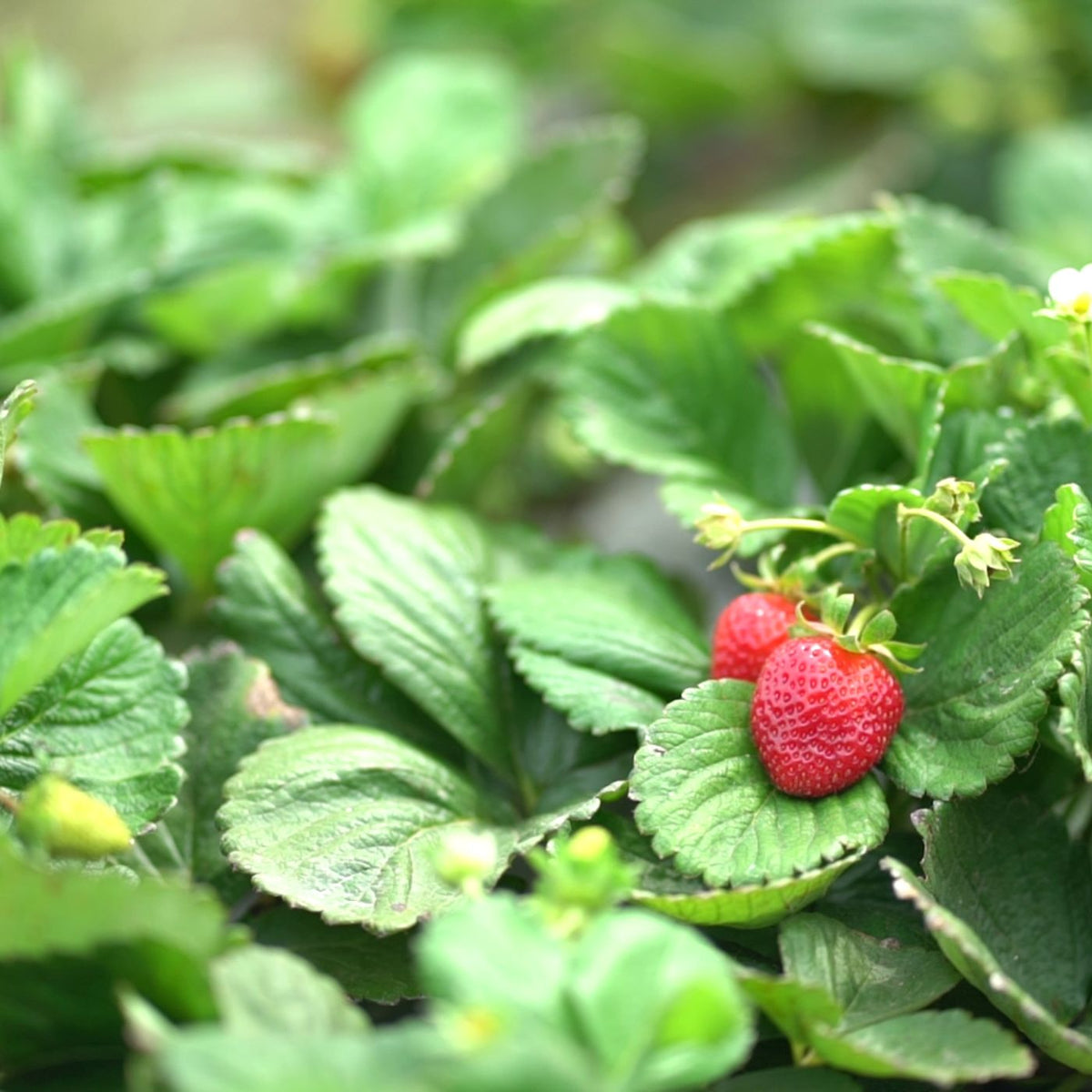 Nahaufnahme einer Erdbeerpflanze, viele gruene Blaetter, dazwischen eine frische saftige und rote Erdbeere, die fuer buah geerntet wird